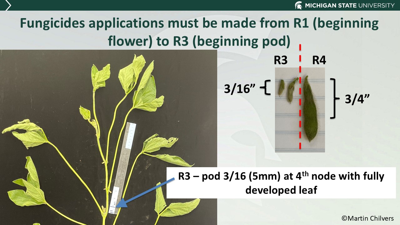 Soybean plant growth stages with measurements for R3 (pod 3/16 inch at 4th node with fully developed leaf) and R4 (pod 3/4 inch), emphasizing fungicide application timing from R1 to R3.